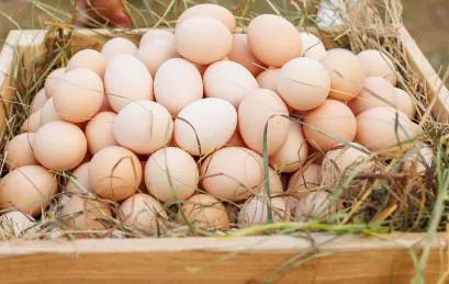 АО «Птицефабрика «Комсомольская»