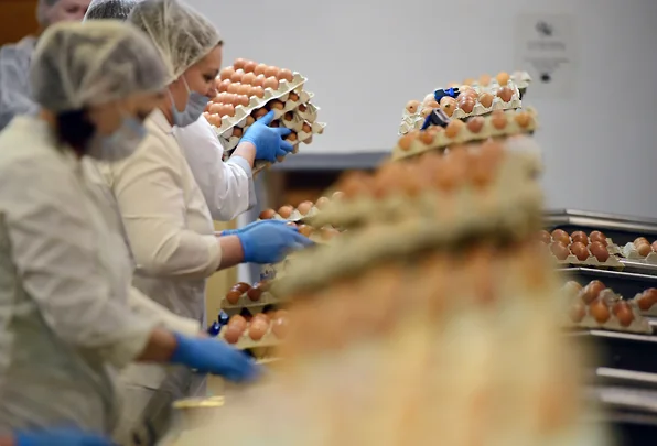 Кунгурская птицефабрика потратит на второй этап модернизации свыше 600 млн рублей