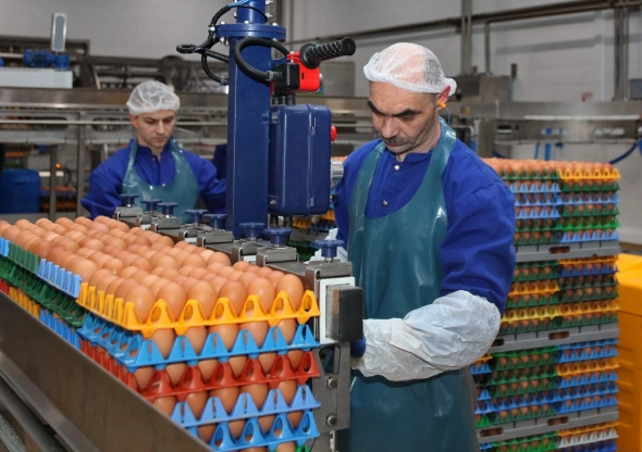 В Ленобласти вложат десятки миллиардов рублей в производство яиц